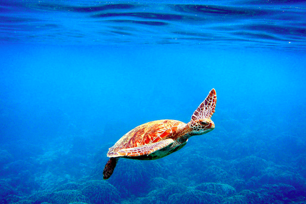 טיול לאיי סימילאן צבי ים