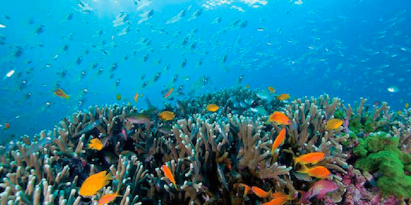 צלילה בסימיליאן דגים