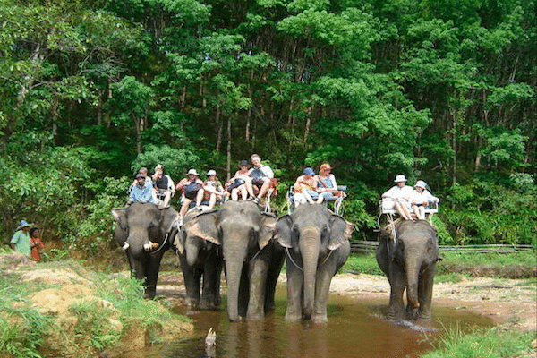 קאו סוק פילים