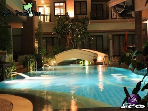 קופיפי – פיפי פאלם טרי – הבריכה