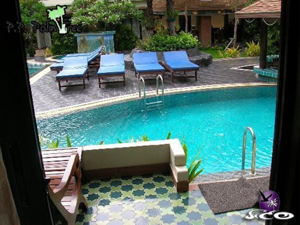 קופיפי – פיפי פאלם טרי – מבט מהחדר