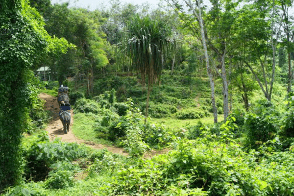 רכיבה על פילים השטח