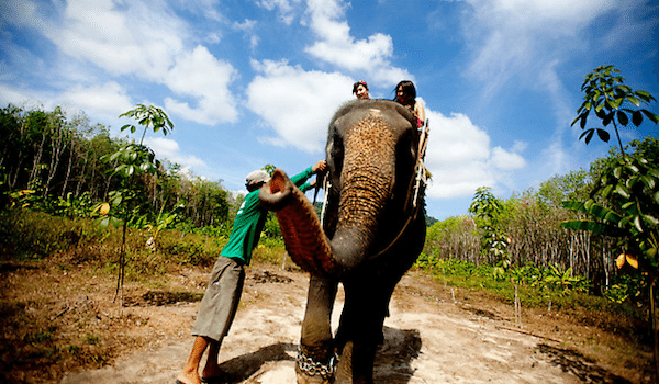 רכיבה על פילים מלמטה